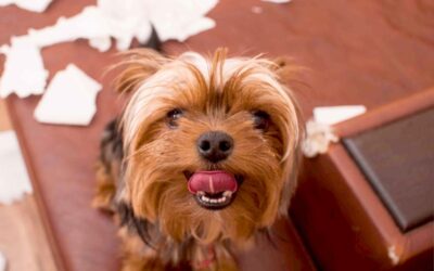 Què passa després del confinament? 3 consells per prevenir una ansietat per separació