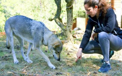 Temps de passejos més curts…però sense pressa!